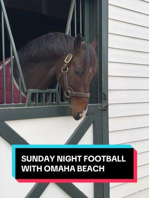 Coming off a loss last week, Omaha is hoping to rebound, picking the @Dallas Cowboys to beat the @Tampa Bay Buccaneers tonight @SNF on NBC! @Omaha Productions @NFL @ESPN #breedersfarm2024 #nfl #stallion #horsesoftiktok 