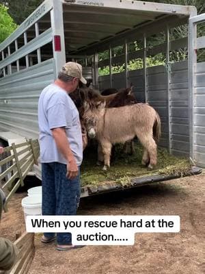 One of my favorite rescue stories❤️ #minihorses #minihorserescue #horserescue #cowgirlshit #animalrescue #thatonetime #rescueanimals #gobigorgohome #westcoastminihorses 