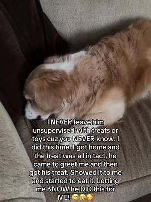 Dogs are SO INTUITIVE! #souldog #intuitivedog #intuitiveanimals #intuitivepets #cutepets #cutedog #corgi #mixeddog #hisnameisGhost #dentaltreats #dogpawrent #pawrent #happydog #sillydog 