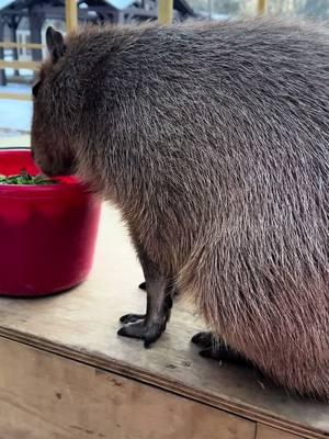 How I spent my birthday. With a capybara. #capybara #capybaratiktok #capybaramemes #birthday #animaladventures 