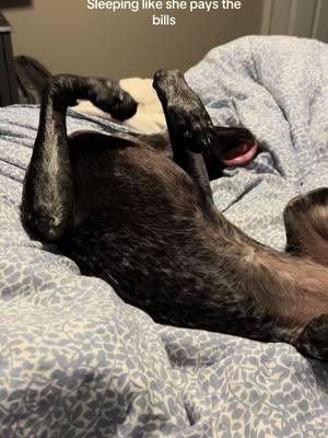 Honk shoe😴😴😴 #dogvideos #puppyvideos #velcrodog #clingypet #dogmom #cutedog #puppy #puppylove #dogsoftiktok #dogsvideo #germanshorthairedpointer #puppytok #puppylife #funnydog #gsp #gspoftheday #gspsoftiktok #gsppuppy 