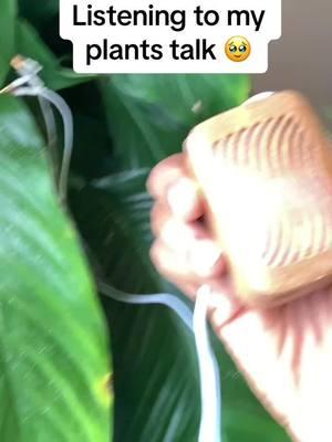 Its Time too see what the Trees  Sound like 👀 #plantwave #plantmusic #soundtherapy #planttiktok 