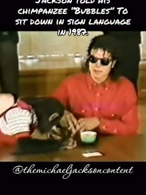 🎥 | That time when Michael Jackson told his chimpanzee “Bubbles” to sit down in sign language in 1987. | In 1987, during Michael’s stay in Osaka Japan. Michael had a meeting with people and however his chimpanzee bubbles kept getting up on his seat to take a sip of the cup and Michael told him to sit down in sign language. ##michaeljackson##kingofpop##signlanguage##80s##1987##chimpanzee##bubbles##osakajapan##moonwalker##moonwalkers##viral##fyp##trending##forupage##fypシ##mjinnocent