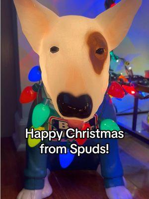 We need to get Spuds some shades! #spudsmackenzie #christmas #80s #halloween #budlight #nostalgia #wedontwannagrowup #fyp #foryou 