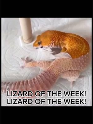 12/22/24 | Week 48 | hey im back for the 100th time #lizard #chinesewaterdragon #waterdragon #lizardoftheweek #fishoftheweek #lizardtok #silly #scratchinmelodii #nostalgia 