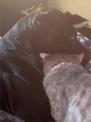 Sativa just loves her stomrie 🫶🏻🥹 #stomrie #sativa #MsSativa #furbaby #mygirls #myfurbaby #catanddog #pittbull #cat #pittbulllover #cute #sativathecat #cuddle #cuddltime #sweetanimals #BestFriends 