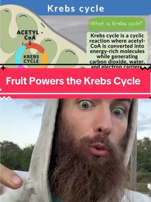 Fruit powers the krebs cycle. I know this fruit diet sounds crazy to most people. I think my brain rewired itsself after my 8 days fast and this is the only reasonwhy i can see the truth. I know most people dont care about health and diet but i feel its my obligation to bring the truth to the masses. #diet #fruit #energyhealing #alkaline #alkalinevegan #fyp #foryoupage 