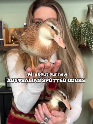 Reminder - we are asking our significant others for australian spotted ducks for christmas @MetzerFarms #ducks #callducks #homestead #ducksoftiktok #ducktok🦆 #australianspottedduck #farm #ducksoftiktok🦆 