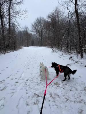 #fyp #siberainhusky #huskysoftiktok #bikejoring #nonstopdogwear #dogthings 