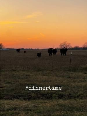 #farmtok #sunset #cows #cattle #livestock #missourifarmer #workfromhome #missouri #fyp 