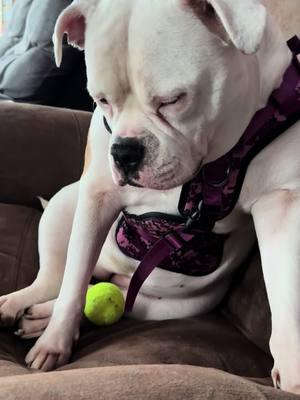 #bubblesthebulldog #americanbulldog #bubblyboo #positivevibesonly💙 #lifeaccordingtobubbles #bulldogsoftiktok #fyp #trending #viralvideo @Open Farm Pet 