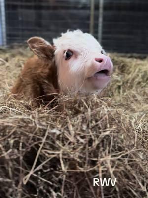 Little Ralph 🐮💙#fyp #ladyfarmerneedsacocktail #findreasonstosmile #miniaturehereford 