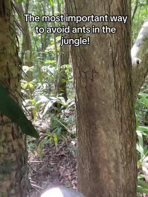 Simple way to avoid ants in the jungle. When you stop…look down! #fyp #fypage #fypシ #jungle #bushcraft #survivalskills #primitiveskills #survival #donnydust #farcryprimal #antsoftiktok #antsarmy #ants