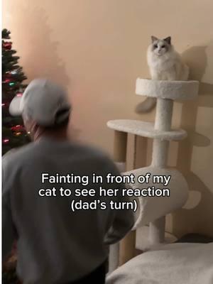 Falling in front of my cat to see her reaction (part 2, dad’s turn)!! #faintinginfrontofmycat #funnycatvideos #catsoftiktok #ragdollcats #smartcat #cattotherescue #catvideos 