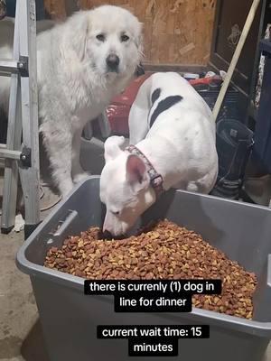 so polite 😁 #pitbull #pyrenees #dogs #puppy #rescue #farmlife 