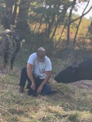 #cow #calf #farmlife #fyp #foryou @Randy Houser 