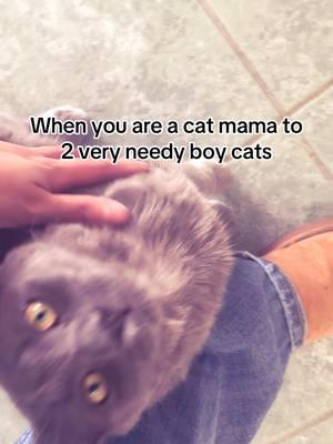 Boy cats are literally a whole a vibe….my two boys are so needy in your face give me attention right now type of boys…..but i wouldnt have it any other way with them #merrychristmas #christmas #christmas2024 #viral #trending #trend #fyp #foryoupage #fypシ #fypシ゚viral #tistheseason #holidayseason #catsoftiktok #catlover #kittensoftiktok #catmom #boycat #katzen #katzenmama #katzenvideos #rescuecat 