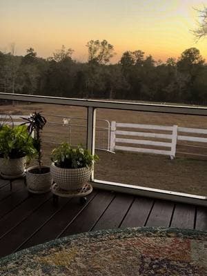 #florida #backporch #dogsoftiktok 