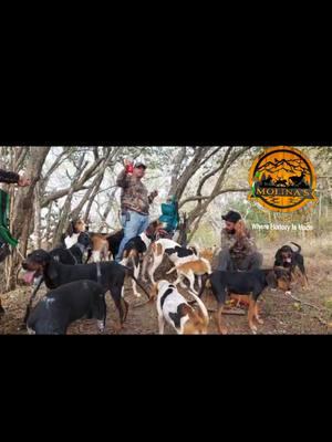 #teamtreeingwalkergt #treeingwalkercoonhound #treeingwalkergt #treeingwalkerguatemala #fyp #parati#hunting #huntingtiktok @Carlos Torres 