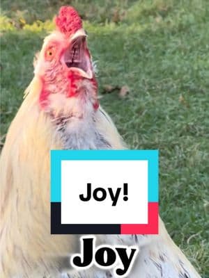 Frankie calls #joy to the world! #rooster #chicken #joyce #joie #memesdaily #funnyanimals #joytotheworld #merrychristmas #chickensoftiktok #chickenhappyhour   