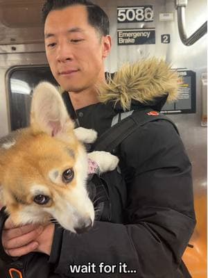 there’s always room for one more #dogbackpack #nycsubway #subwaycreatures #corgisoftiktok #dogsoftiktok 