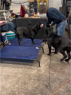 The puppies got sprayed by a skunk.  #skunk #sprayedbyaskunk #puppy #puppies #canecorso #fafo #stink #stinky #crazydog #dangit 