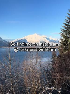 My instagram has the same username: creatureswithcara  Seward, Alaska  #seward #sewardalaska #alaska 