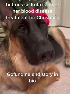 #gofundmehelp #pets #helpmeplease #helpkota #foryoupage #gofundme #donationsneeded #donationsacceptedandappreciated #germanshepherd #gsd #share #help #helpme #donationsaccepted #save #cute #cure #christmas 