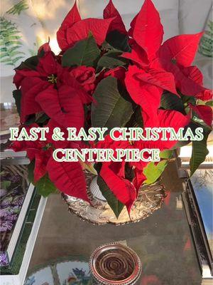 Sear the ends of your poinsettias and you will have a centerpiece in less than 5 min. Poinsettias make the best cut flowers and will last for 1-2 weeks. #poinsettiasforchristmas #poinsettia #walmart 