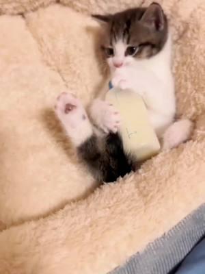 Little greedy cat. #cat #catsoftiktok #funny #funnycat #funnypets #funnyanimals #funnyvideos #fyp #cutecatvideo #catlover #kittenoftiktok #straycat #greedycat