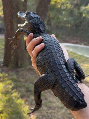 Everyone seemed to love the video of Tadpole yesterday, here is when I set her on the ground and she immediately went feral wild gator, so fierce!!😂 Make sure you check out today’s hour long video about the ethics of “pet” baby gators in FL, posted on my channel GatorChris on the long form video app I can’t mention on the this app lol. Tadpole is missing her tail, likely from a predator as a hatchling. Alligators rely on their tails for swimming, so without one life is very difficult in the wild and it’s very rare to see one survive to adulthood in the wild with this injury. Thankfully, tadpole has a great life here at the sanctuary! As this little gator grows by the month, a prosthetic tail would NOT make sense, you’d have to replace it for $6k every other month. We also just update the sanctuary’s amazon wishlist if anyone wants to help out! I’ll post it in the comments🐊~~~Our rescue gators are wild caught nuisance gators that would’ve otherwise been destroyed. The state of Florida destroys 8,000 “nuisance” gators annually, but we don’t have a nuisance gators problem but rather a nuisance HUMAN problem. 1k people a day move to FL, unsustainably developing the land, and a lot of ignorant people making a nuisance out of themselves. NEVER feed a wild gator, never have kids or pets near the water, and never swim in gator habitat! And of course, never attempt anything you see in my videos!If you would like to donate to the care of the sanctuary animals, we greatly appreciate any support!! You can make a tax deductible donations directly through our website bellowingacres.org @bellowingacres #animaleducation  #Rescue #AnimalRescue #AnimalSanctuary #ExoticAnimals #Animals #Animals #CuteAnimals #educational    #Gator #Alligator #crocodile #nilecroc #nilecrocodile   #reptile #scicomm #rescuegator