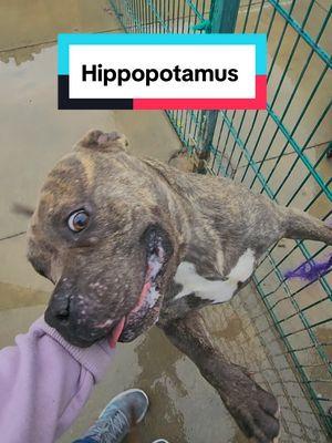 Get your Hippopotamus for Christmas!! 🎄  Chompers-A214672, has been waiting for someone to adopt him for almost a month. He's love people, snuggles, and enjoys playing with other dogs. Contact @Merced County Sheriff’s Office for more info   📍 Merced County Animal Shelter in California #california #merced #atwater #hippo #hippopotamusforchristmas #hippopotamus #christmas #adopt #animalshelter #dog #pitbull #pittie 