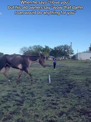 my (very dirty) roany 💗  #rangeisgoodtokno #rideforchrome #dreamlandfarmsfl #aqha #equestriansoftiktok #hearthorse 