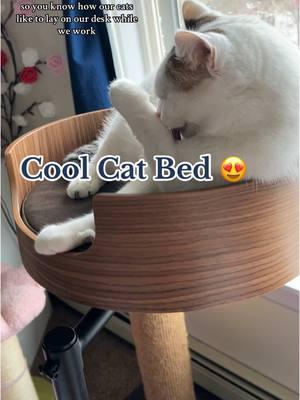 This cat desk bed is just what we have been looking for 😻 @Desk Nest Cat Bed #cat #catsoftiktok #cattok #catbed #catdeskbed #catfurniture #cataccessories #catnest #catcave #catcavebed #kittenbed #catowner #tiktokshopfinds #mademyyear #newyearnewaura #fyp 