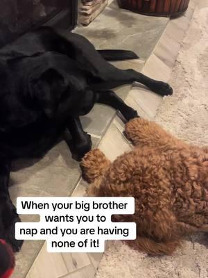 That face at the end😂😂 Turn up the volumn for lots of sass! #chaoswithcash #tank💙cash #ourlittlecircus💙 #funnydog #fyp #dogsofttiktok #labrador #dogmom #dogs #pet 