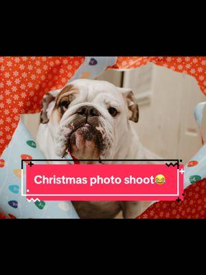 We tried the viral photoshoot with dose & lets just say he is a wild dog😂 #fypシ゚viral #fypシ #gringa #chele #dog #dogsoftiktok #dogphotoshoot #englishbulldog 