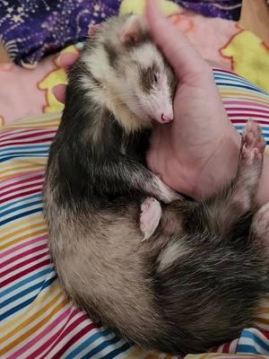 VVhy is VVaffles so Vute ✨️🧇💖 #ferrets #ferret #wholesome #vvaffles 