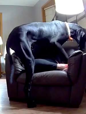 Life with a large lap dog isn’t easy and yes my socks don’t match.  #dogvideos #greatdane #lapdog #dogmom 