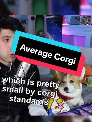 I'll be lucky if coal is the only thing in my stocking.... #corgipuppy #corgination #corgilife #corgisoftiktok #corgi #smallstreamer #streamersoftiktok #twitchtok 