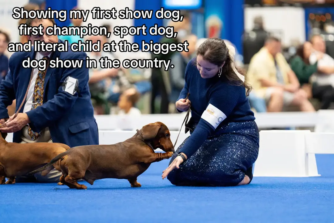 If you’re ringside and can’t keep my name out of your mouth, that’s fan behavior. 💅🏼 #showdog #dogshow #akc #standarddachshund 