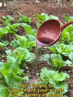 #creatorsearchinsights #GardeningHacks #SustainableLiving #UrbanGardening #PlantCare #GardeningTips #EcoFriendly #OrganicGardening #HomeGarden #NatureLovers #GreenThumb #FYP #LifeHacks #TikTokMadeMeDoIt #Viral #ForYouPage #BakingSodaMagic #GardeningCommunity #Tiktok 