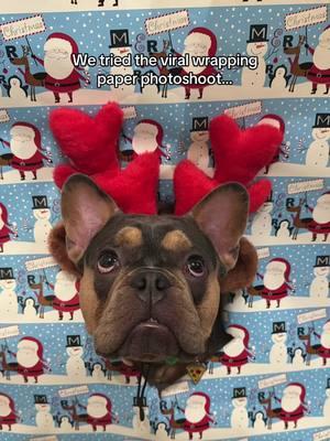 😂😂😂 We tried! #frenchiewrappingpaper #frenchiemom #fyp #fyp #explorerpage #wrappingpaperdog#frenchbulldog#blueandtanfrenchie  