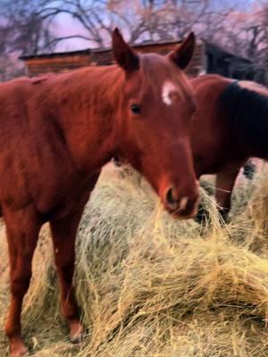 #onthisday #fyp #fypシ゚viral #fyppppppppppppppppppppppp #barrelracer #quarterhorse #mare #coltstarting #sd #southdakota #aqha #filly #littleladydynamite #colttraining 