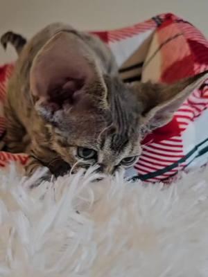 Devon rex kittens #onthisday #devonrex #cat #kittens #kitten #kittensoftiktok #cats #devonrexcat #gato #gatos #yokokat #grinch 