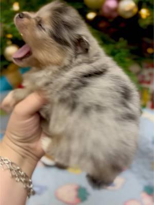 Dipstick has the cutest yawn 😍#texastumbleweedpoms #pomeranianpuppies #cutepuppies #cutepuppy #fyp #pomeranianpuppy #texas #Pomeranians #chocolatepomeranian #cutedog #puppiesoftiktok 