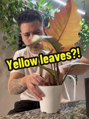 Let me relieve you of fearing yellow leaves? #plant #plantsoftiktok #houseplants #plantcare #plantpropagation 