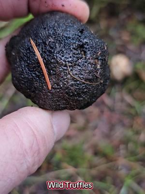 Wild truffles in the Pacific Northwest. #truffles #fungi #leucangiumcarthusianum #tuberoregonense #culinarytruffle #truff 