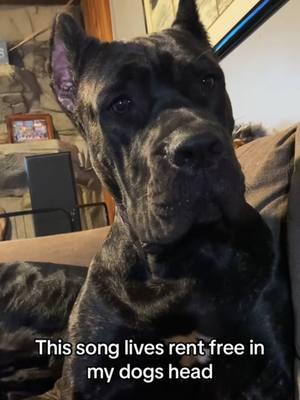 it's not a crime to smell #canecorso #italianmastiff #mastiff #salmoncreekcanecorso #dogs #corso #pnwdogs #bigdogs #dogsoftiktok #PetsOfTikTok #foryourpage #fyp #foryou #pnw #canecorsopuppy #puppy 