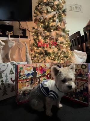 Day 19! I think Clark wants more toys!! Lol 😂🎄🐾 #barkbox #barkadventcalendar #2024barkbox #barkadventcalendar2024 #costcofinds #fyp #fypage #dogsoftiktok #christmascountdown #fypツ #treats #costcotiktok 