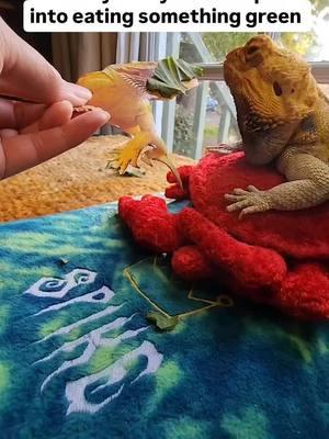 I thought I tricked him for a sec 🍃🤣  #beardeddragons  #eatyourvegetables 